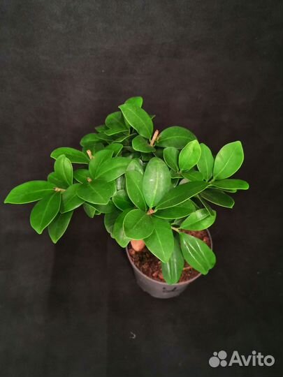 Фикус микрокарпа гинсенг 12/30-35