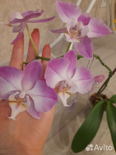Орхидея фаленопсис