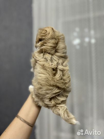 Мальтипу ф1 мини девочка