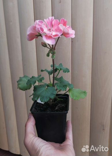 Пеларгонии сортовые часть 2