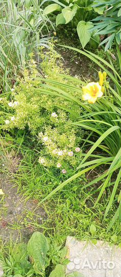 Лилейники сортовые