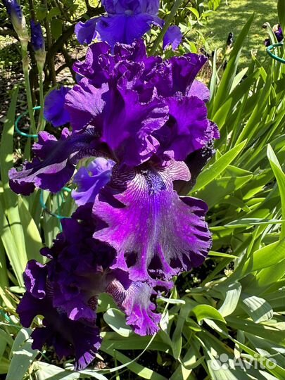 Ирисы бородатые сорт 