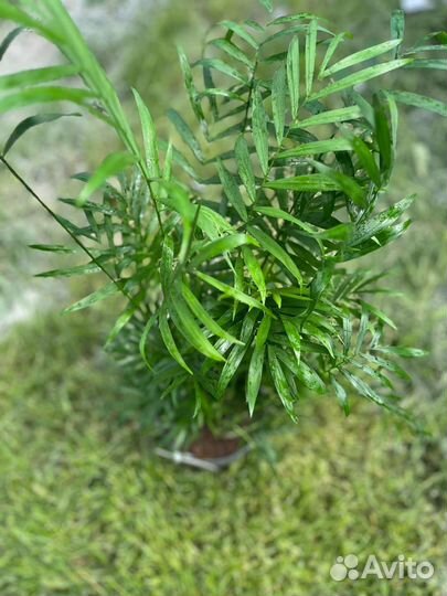 Комнатные растения