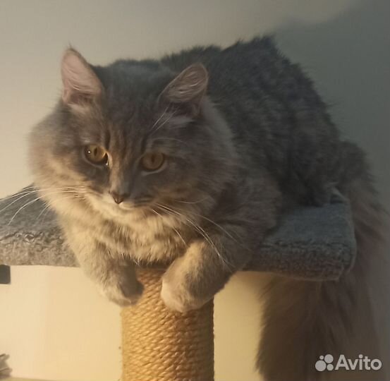 Сибирский котик