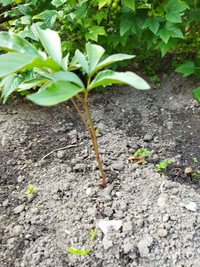 Продам отросшие кусты розовых пионов