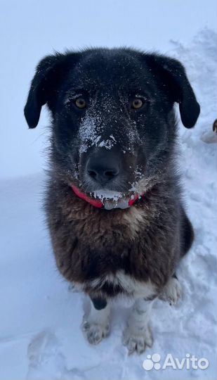 Молодой крупный кабель ищет хозяев