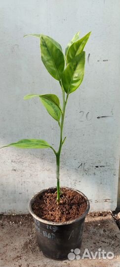 Цитрусы привитые на сортовых лимонах, лаймах