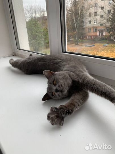 Кошечка в добрые руки