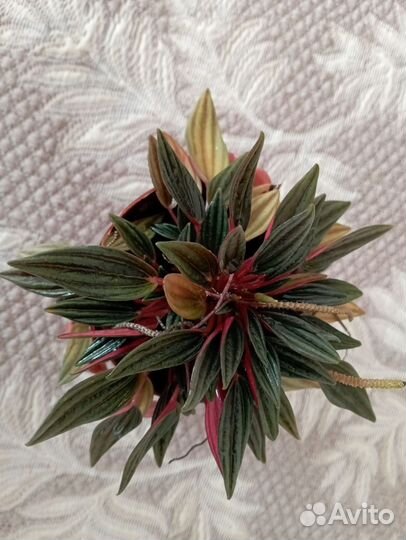 Сингониум клубничный лед galaxy