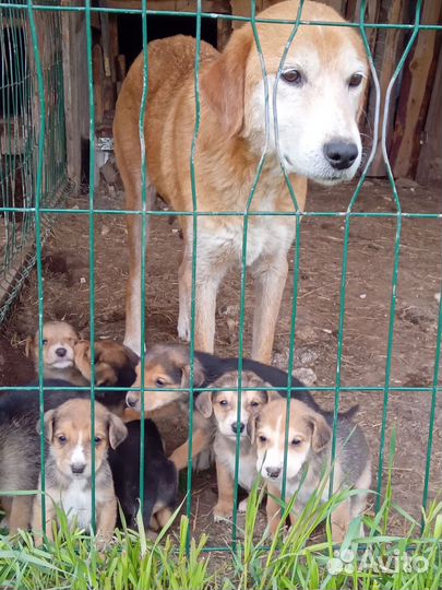 Щенки русской гончей