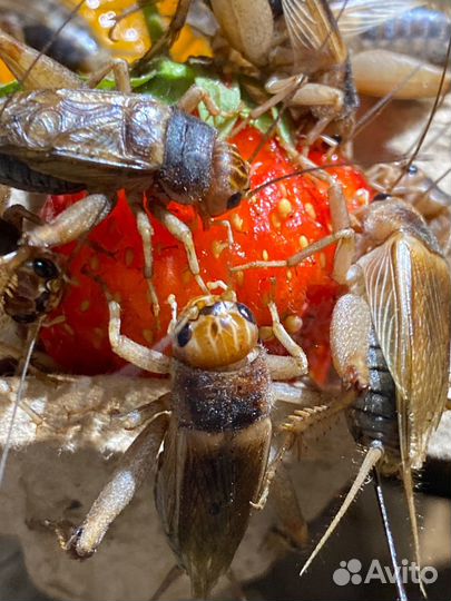 Кормовые насекомые сверчки тараканы
