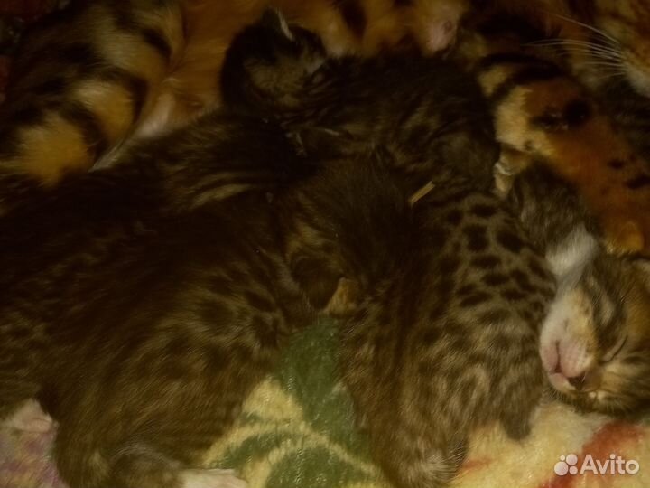 Бенгальская леопардовая кошка