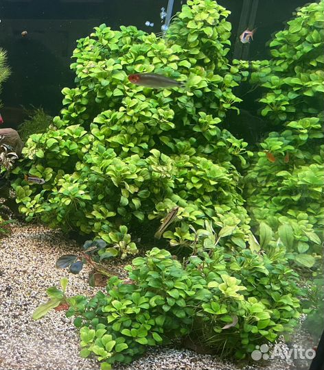 Аквариумные растения анубиас
