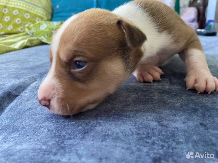 Щенки стаффорда