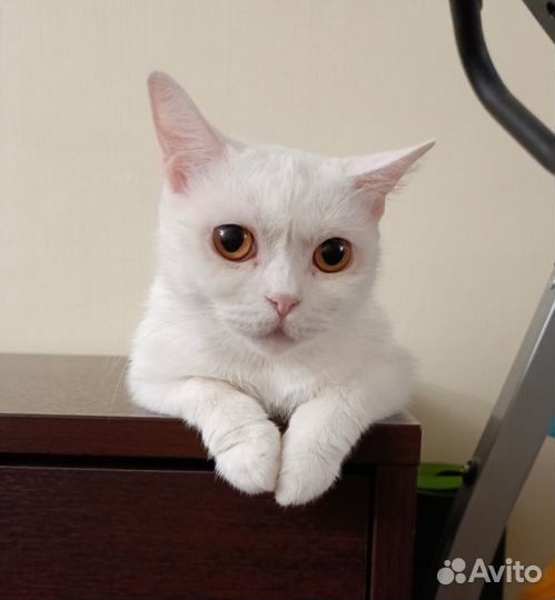 Белая кошка