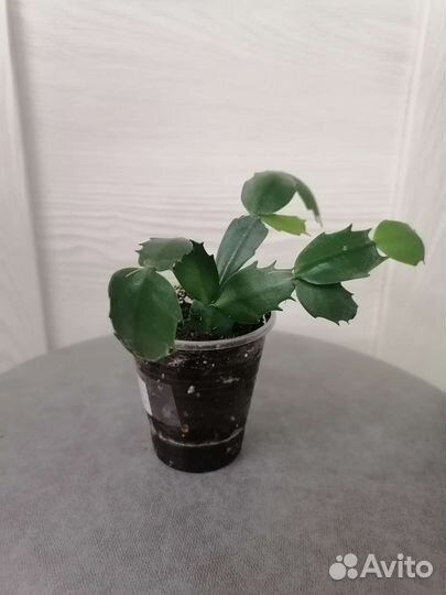 Шлюмбергера (декабрист)