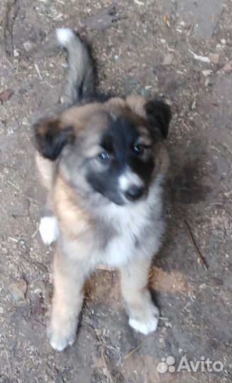 Щенок-девочка в добрые руки бесплатно