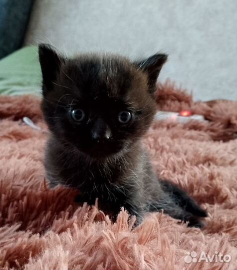 Котята отдам в добрые руки бесплатно