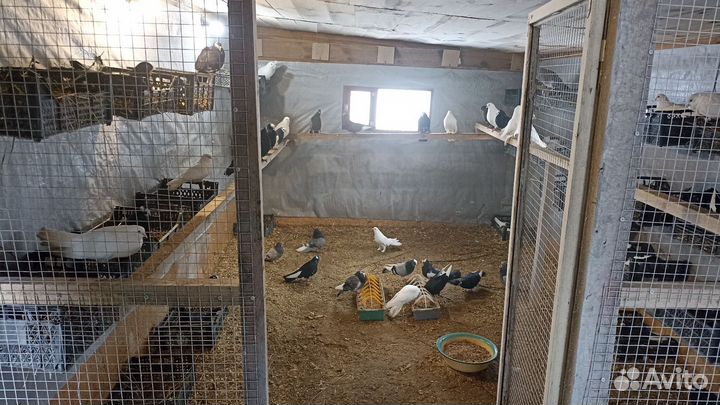 Продам Николаевских и курских голубей