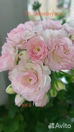 Пеларгонии