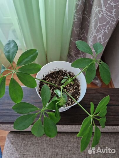 Цветок шефлера