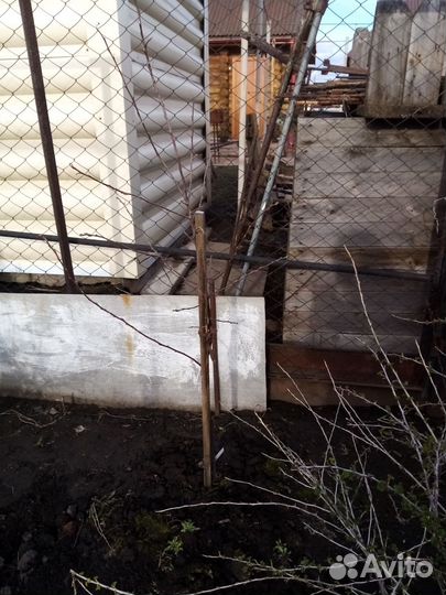 Яблоня полукультурка