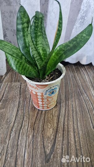 Сансевиерия