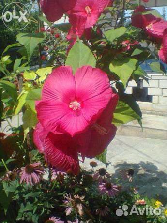 Гибискус травянистый крупный очень