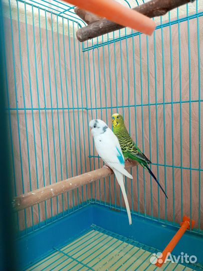 Волнистый попугай с клеткой