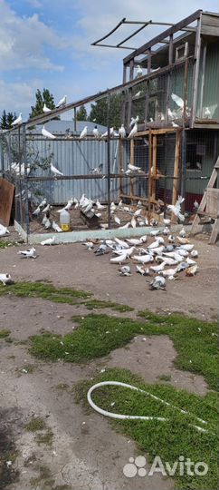 Бакинские голуби