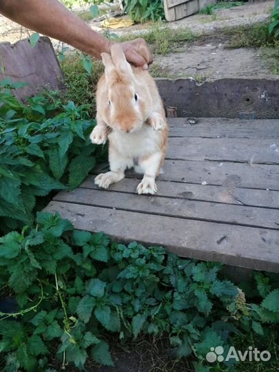 Крол полтара года