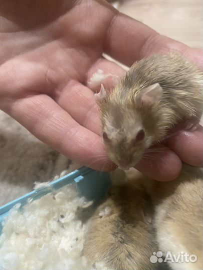 Джунгарский хомяк.2 девочки и один мальчик