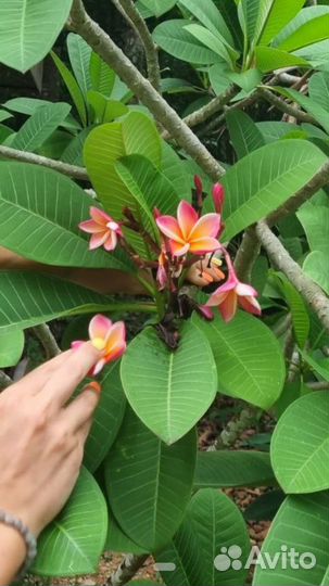 Черенки закончились