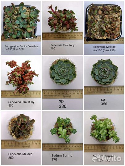 Суккуленты 5/6