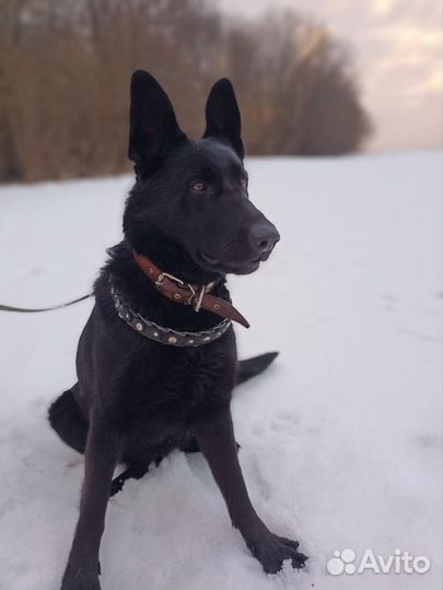 Восточноевропейская овчарка