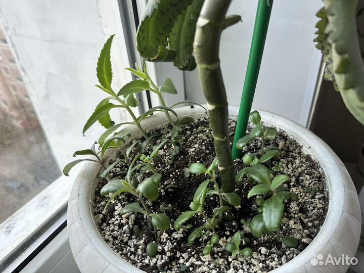 Лечебный калонхое