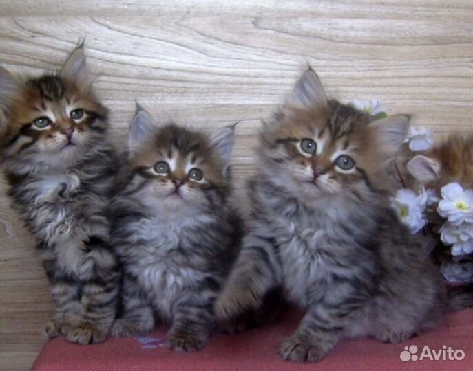 Сибирские котята с док-ми 2 мес