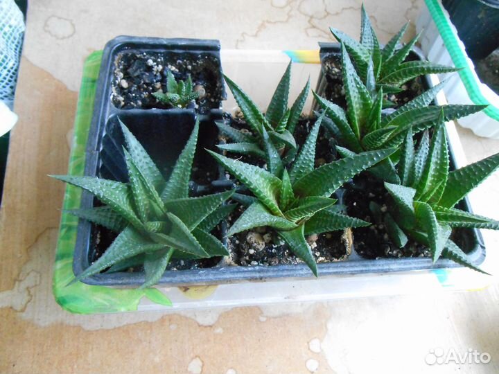 Суккуленты хавортия лимолистная комнатное растение