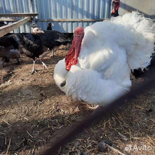 Инкубационное яйцо индюка