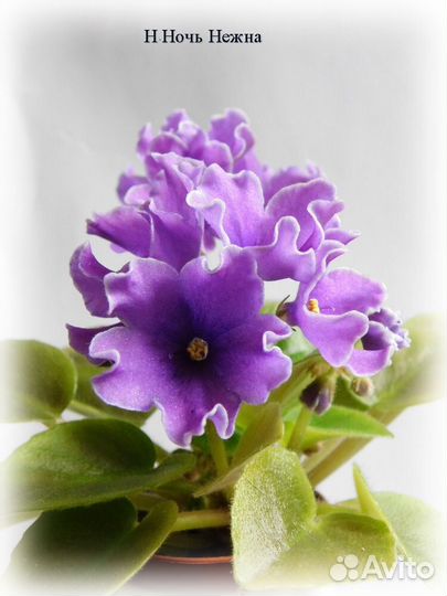 Минифиалки. Лист на срез