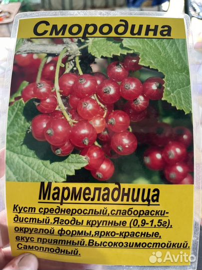 Яблоня, груша, вишня, черешня и тд