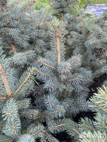 Голубые ели