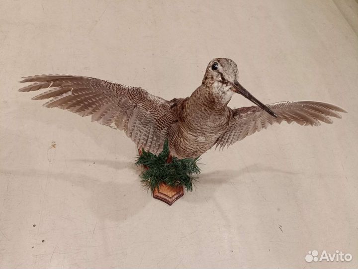 Чучело вальдшнепа