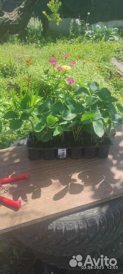 Рассада клубники