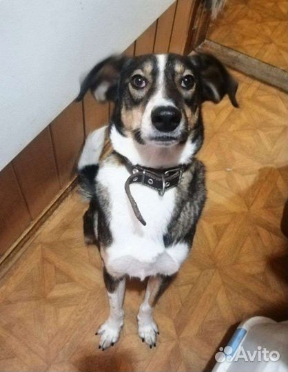 Молодой веселый пёс в добрые руки