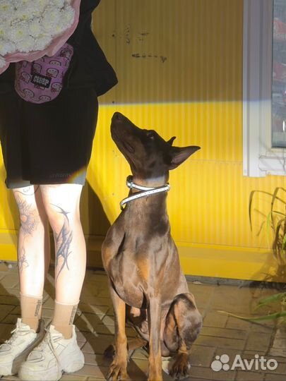 Доберман Вязка