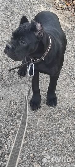 Девочка -уголек