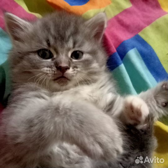 Отдам бесплатно котят