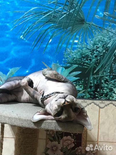 Котика для вязки