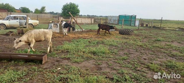 2 бычка и одна телка купить в Каре-Тюбе | Животные и зоотовары | Авито